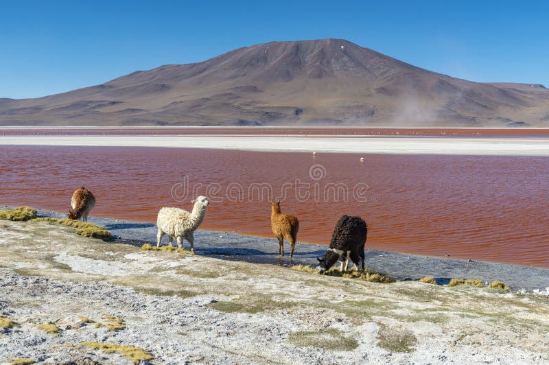 Προβατοκαμήλου από Laguna Colorada, Βολιβία στοκ φωτογραφία με δικαίωμα ελεύθερης χρήσης Προβατοκαμήλου από Laguna Colorada, Βολιβία στοκ φωτογραφία με δικαίωμα ελεύθερης χρήσης
