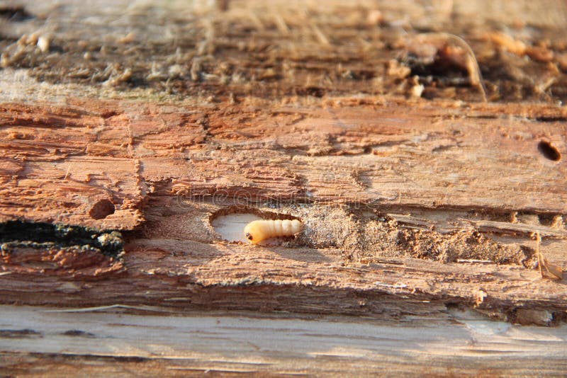 Προνύμφη των ζωών woodworm κάτω από το φλοιό πεύκων Κοινός κάνθαρος επίπλων στοκ φωτογραφίες Προνύμφη των ζωών woodworm κάτω από το φλοιό πεύκων Κοινός κάνθαρος επίπλων στοκ φωτογραφίες