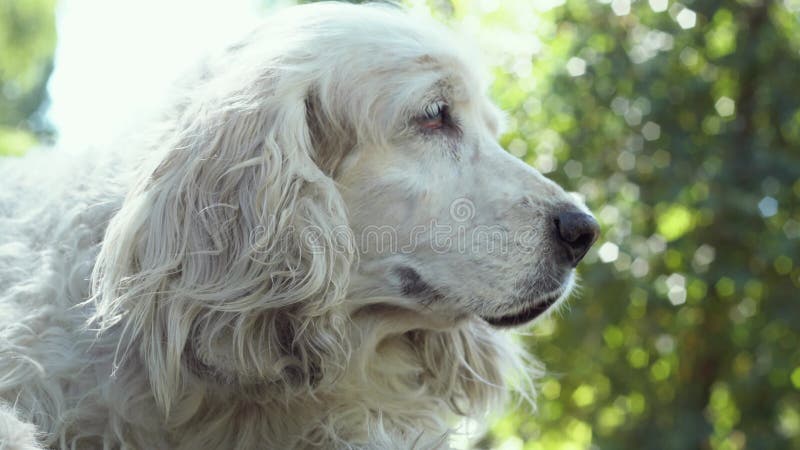 προσωπογραφία ανώτερου σκύλου με σοβαρή εμφάνιση