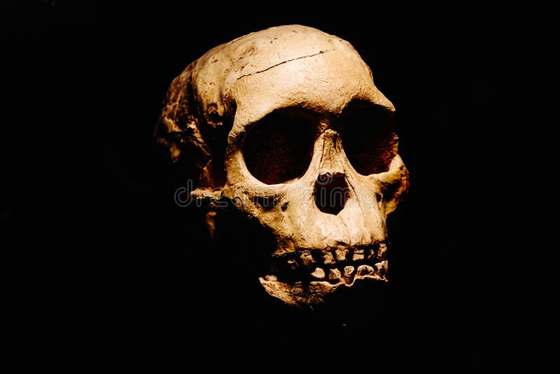 Προϊστορικό κρανίο του Ancients μας στοκ φωτογραφία με δικαίωμα ελεύθερης χρήσης Προϊστορικό κρανίο του Ancients μας στοκ φωτογραφία με δικαίωμα ελεύθερης χρήσης