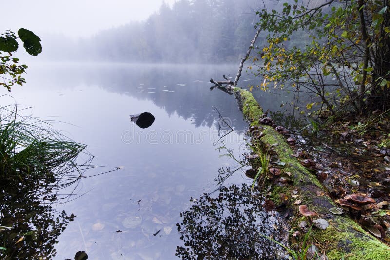 Πρωί λιμνών της Misty στοκ εικόνες Πρωί λιμνών της Misty στοκ εικόνες