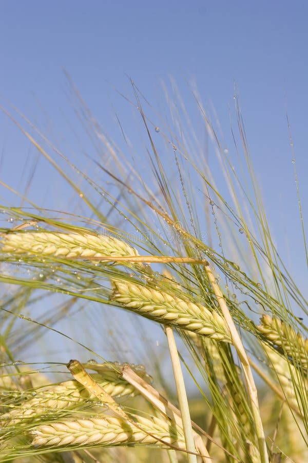 Ripening Barley with the early morning sun & dew. Ripening Barley with the early morning sun & dew