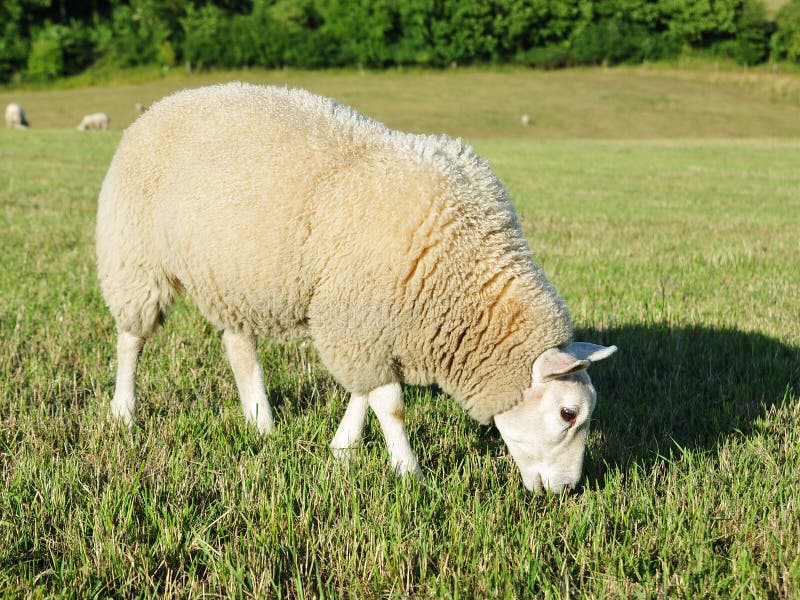 White Woolly Sheep Grazing in a Green Field. White Woolly Sheep Grazing in a Green Field