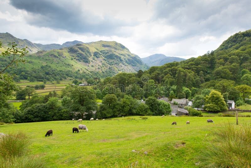 Πρόβατα σκηνής χώρας στην περιοχή Cumbria Αγγλία UK λιμνών κοιλάδων Seatoller Borrowdale τομέων στοκ εικόνα με δικαίωμα ελεύθερης χρήσης Πρόβατα σκηνής χώρας στην περιοχή Cumbria Αγγλία UK λιμνών κοιλάδων Seatoller Borrowdale τομέων στοκ εικόνα με δικαίωμα ελεύθερης χρήσης
