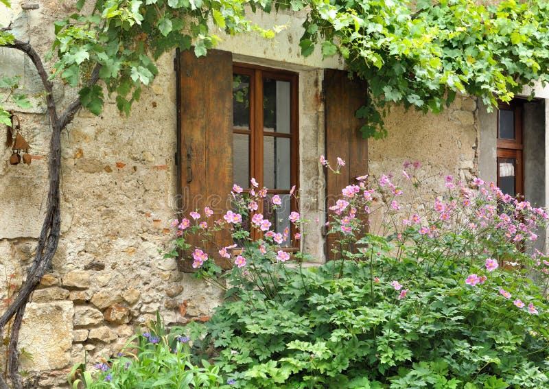 Foliage of a vine on old stone house with wooden shutter and in flower bed. Foliage of a vine on old stone house with wooden shutter and in flower bed