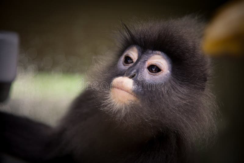 Πρόσωπο, μάτια Langur, στενός επάνω πιθήκων φύλλων στοκ εικόνες Πρόσωπο, μάτια Langur, στενός επάνω πιθήκων φύλλων στοκ εικόνες