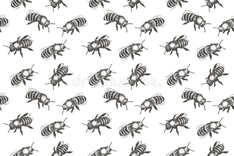 πρότυπο μελισσών άνευ ραφή&si Συρμένη χέρι διανυσματική απεικόνιση
