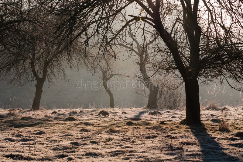 Early morning rural landscape in spring, Ukraine. Early morning rural landscape in spring, Ukraine