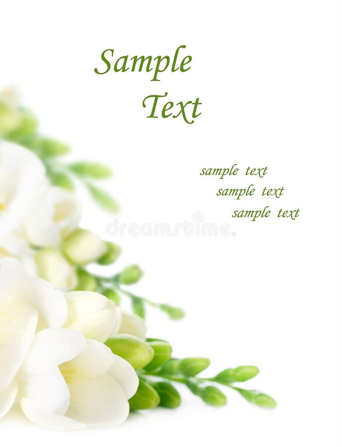 First spring flowers on white background with space for text (easy to remove). First spring flowers on white background with space for text (easy to remove)