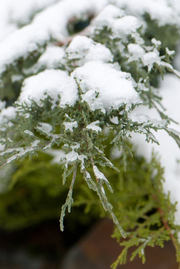 πρώτο thuja χιονιού στοκ εικόνες πρώτο thuja χιονιού στοκ εικόνες