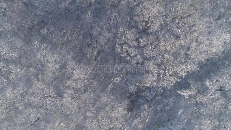 πτήση πάνω από το χειμερινό δάσος καλυμμένο από χιόνι απόθεμα βίντεο