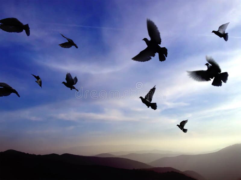 Flock of birds flying against the sunset. Flock of birds flying against the sunset