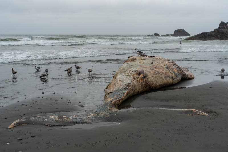 Πτώμα φαλαινών στην ομιχλώδη παραλία Pacific Northwest