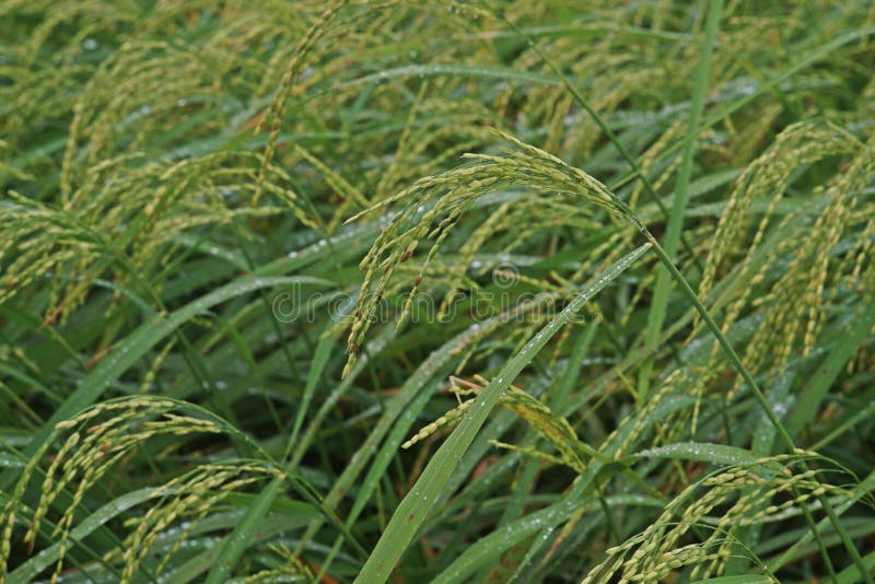 Πτώσεις νερού στα φύλλα και το ρύζι ` s ρυζιού panicle στοκ εικόνες Πτώσεις νερού στα φύλλα και το ρύζι ` s ρυζιού panicle στοκ εικόνες
