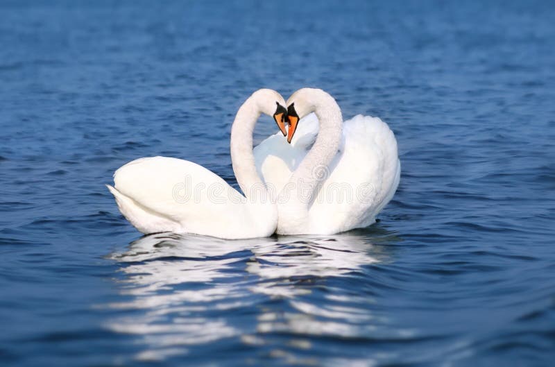 Swan Fall in Love, Birds Couple Kiss, Two Animal Heart Shape, blue lake water. Swan Fall in Love, Birds Couple Kiss, Two Animal Heart Shape, blue lake water