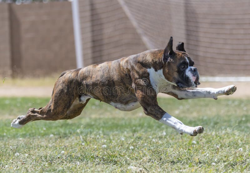 Boxer dog at a fast cat trial in the grass chasing a lure. Boxer dog at a fast cat trial in the grass chasing a lure