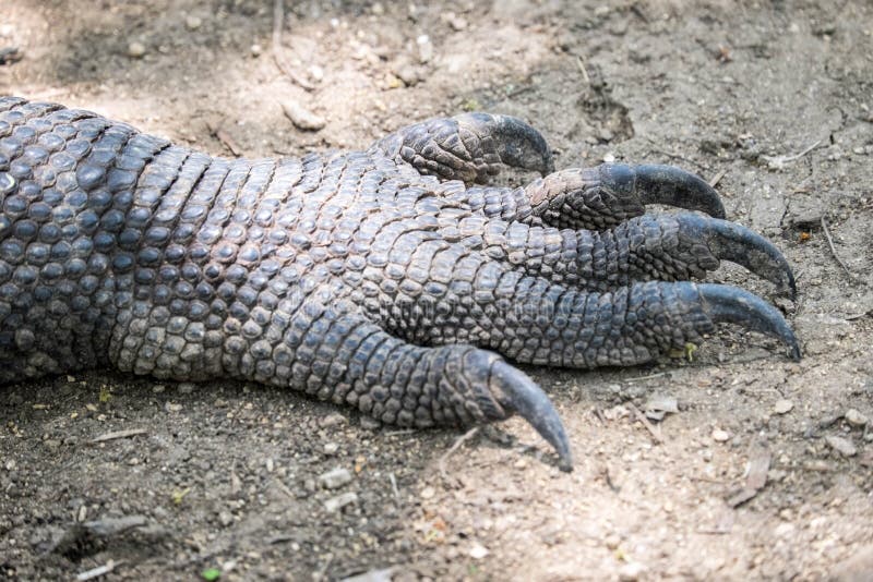 Πόδι δράκων Komodo στοκ εικόνες