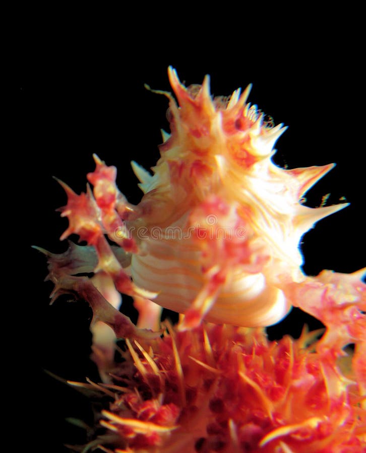 Hoplophrys oatesi is a very colourful crab that grows from 1.5 to 2 cm. It lives on various species of soft coral in the genus Dendronephthya. It camouflages itself by mimicking the colours of the polyps among which it hides. It adds further camouflage by attaching polyps to its carapace. Colours vary depending on the colour of the coral, and may be white, pink, yellow or red. Hoplophrys oatesi is a very colourful crab that grows from 1.5 to 2 cm. It lives on various species of soft coral in the genus Dendronephthya. It camouflages itself by mimicking the colours of the polyps among which it hides. It adds further camouflage by attaching polyps to its carapace. Colours vary depending on the colour of the coral, and may be white, pink, yellow or red.