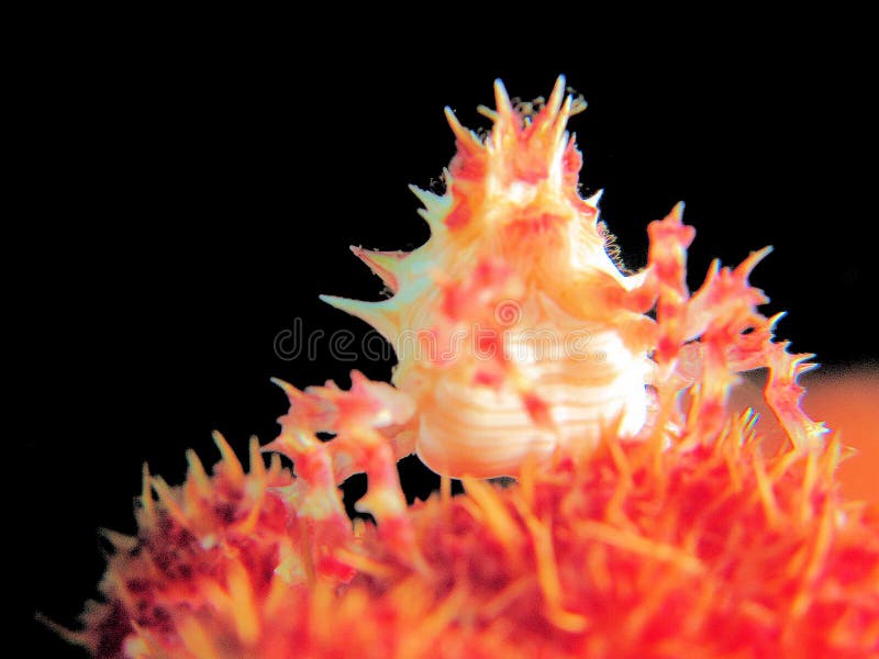 Hoplophrys oatesi is a very colourful crab that grows from 1.5 to 2 cm. It lives on various species of soft coral in the genus Dendronephthya. It camouflages itself by mimicking the colours of the polyps among which it hides. It adds further camouflage by attaching polyps to its carapace. Colours vary depending on the colour of the coral, and may be white, pink, yellow or red. Hoplophrys oatesi is a very colourful crab that grows from 1.5 to 2 cm. It lives on various species of soft coral in the genus Dendronephthya. It camouflages itself by mimicking the colours of the polyps among which it hides. It adds further camouflage by attaching polyps to its carapace. Colours vary depending on the colour of the coral, and may be white, pink, yellow or red.