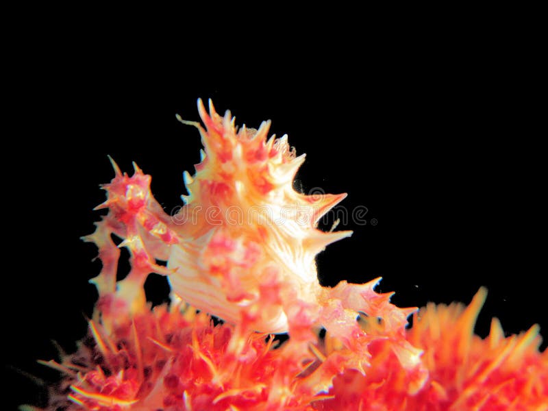 Hoplophrys oatesi is a very colourful crab that grows from 1.5 to 2 cm. It lives on various species of soft coral in the genus Dendronephthya. It camouflages itself by mimicking the colours of the polyps among which it hides. It adds further camouflage by attaching polyps to its carapace. Colours vary depending on the colour of the coral, and may be white, pink, yellow or red. Hoplophrys oatesi is a very colourful crab that grows from 1.5 to 2 cm. It lives on various species of soft coral in the genus Dendronephthya. It camouflages itself by mimicking the colours of the polyps among which it hides. It adds further camouflage by attaching polyps to its carapace. Colours vary depending on the colour of the coral, and may be white, pink, yellow or red.