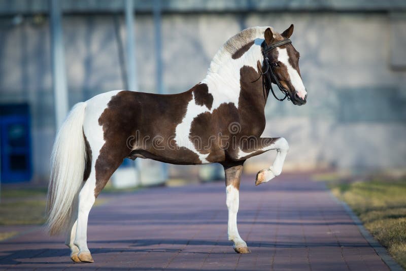 Πόνι Shetland στοκ φωτογραφίες με δικαίωμα ελεύθερης χρήσης Πόνι Shetland στοκ φωτογραφίες με δικαίωμα ελεύθερης χρήσης