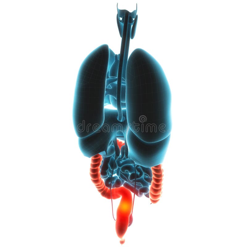 Guts organ pain 3d illustration. Guts organ pain 3d illustration