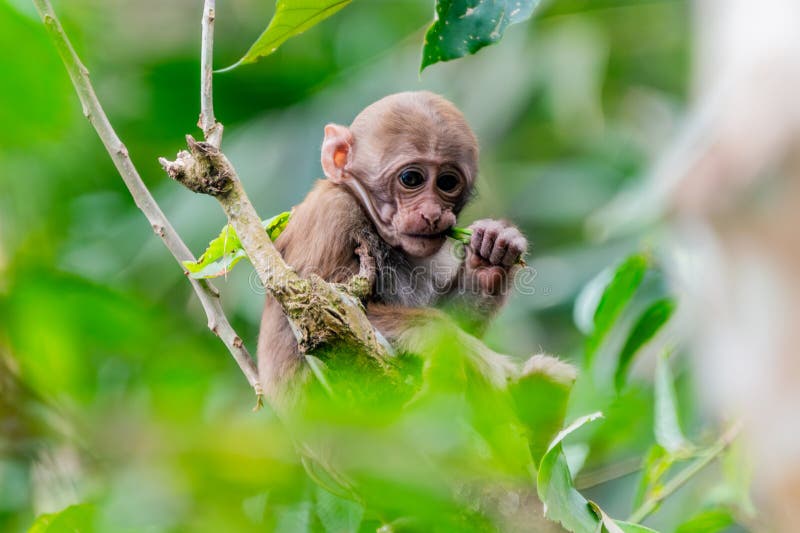 ρέζος macaque μωρό μασάει φύλλα στο δέντρο στο τροπικό δάσος. χωριό gayabari. ινδία στοκ φωτογραφία με δικαίωμα ελεύθερης χρήσης