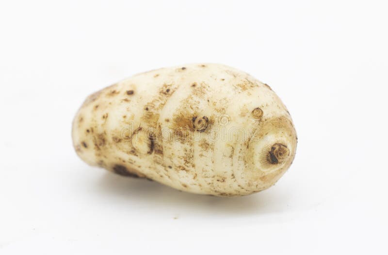 taro root on white background , Arbi vegetable. taro root on white background , Arbi vegetable.