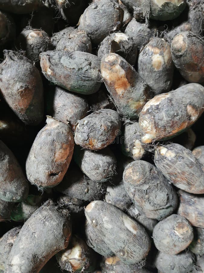 Arbi or Arvi (in Hindi) is also known as taro root in English and is a starchy root vegetable. It belongs to the Colocasia family and both, leaves and root (tubers) of this plant are used in cooking and cannot be eaten raw. Arbi or Arvi (in Hindi) is also known as taro root in English and is a starchy root vegetable. It belongs to the Colocasia family and both, leaves and root (tubers) of this plant are used in cooking and cannot be eaten raw.