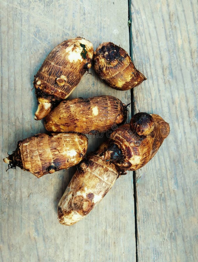 Taro root vegetable tuber starchy food colocasia arvi arbi racinedetaro raw raizdetaro closeup view image picture stock photo. Taro root vegetable tuber starchy food colocasia arvi arbi racinedetaro raw raizdetaro closeup view image picture stock photo