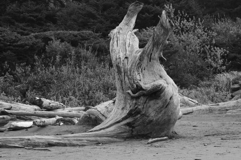 Ρίζες Driftwood κούτσουρων που χαράζουν την ξύλινη διάβρωση