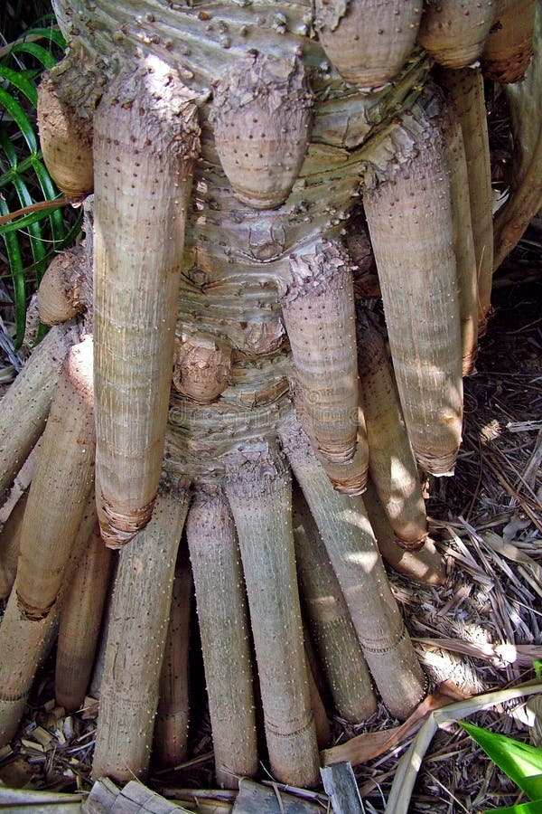 ρίζες pandanus στοκ φωτογραφία με δικαίωμα ελεύθερης χρήσης ρίζες pandanus στοκ φωτογραφία με δικαίωμα ελεύθερης χρήσης