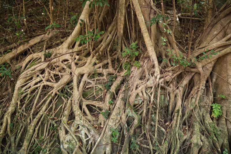 Ρίζες ενός ινδικού λαστιχένιου δέντρου (elastica Ficus) στοκ εικόνα