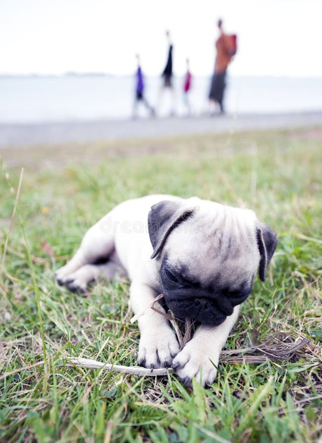 3 month old pug puppy playing with a stick outside. 3 month old pug puppy playing with a stick outside