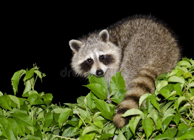 A mother raccoon looking for food at night. A mother raccoon looking for food at night.