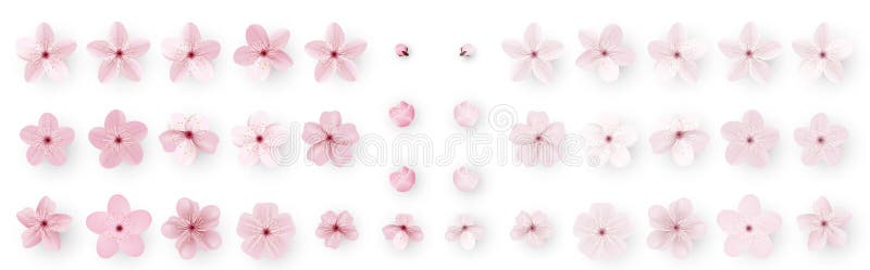 Ρεαλιστικό άνθος sakura ή κερασιών Ιαπωνικό λουλούδι Sakura ανοίξεων Ρόδινο λουλούδι κερασιών διανυσματική απεικόνιση Ρεαλιστικό άνθος sakura ή κερασιών Ιαπωνικό λουλούδι Sakura ανοίξεων Ρόδινο λουλούδι κερασιών διανυσματική απεικόνιση