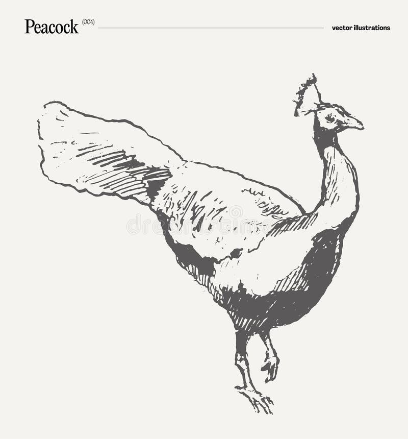 ρεαλιστικό σχέδιο σκίτσου από πουλί peacock απεικόνιση αποθεμάτων