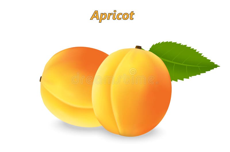 Two realistic 3d apricot with leaf and realistic shadows isolated on white background. Vector illustration. Two realistic 3d apricot with leaf and realistic shadows isolated on white background. Vector illustration.