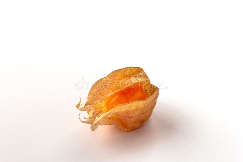 Ριβήσιο ακρωτηρίων, peruviana Physalis φρούτων physalis που απομονώνεται σε ένα άσπρο υπόβαθρο στοκ εικόνα Ριβήσιο ακρωτηρίων, peruviana Physalis φρούτων physalis που απομονώνεται σε ένα άσπρο υπόβαθρο στοκ εικόνα