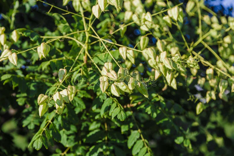 Ριβήσιο ακρωτηρίων, φρέσκα φρούτα peruviana Physalis ριβησίων ακρωτηρίων στο δέντρο του, ριβήσιο ακρωτηρίων στον κήπο στοκ φωτογραφίες με δικαίωμα ελεύθερης χρήσης Ριβήσιο ακρωτηρίων, φρέσκα φρούτα peruviana Physalis ριβησίων ακρωτηρίων στο δέντρο του, ριβήσιο ακρωτηρίων στον κήπο στοκ φωτογραφίες με δικαίωμα ελεύθερης χρήσης