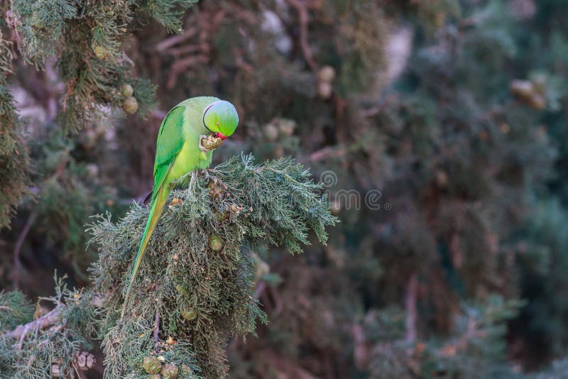 Ροδαλός-ringed Parakeet, krameri Psittacula, όμορφος πράσινος παπαγάλος στοκ εικόνα Ροδαλός-ringed Parakeet, krameri Psittacula, όμορφος πράσινος παπαγάλος στοκ εικόνα