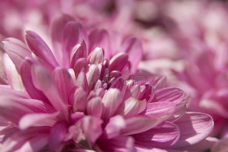 Pink Flowers taken with a shallow depth of field. Pink Flowers taken with a shallow depth of field