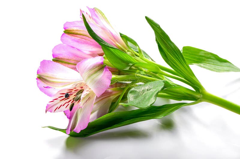 ροζ alstroemeria λουλούδι inflorescup σε λευκό φόντο στοκ φωτογραφία