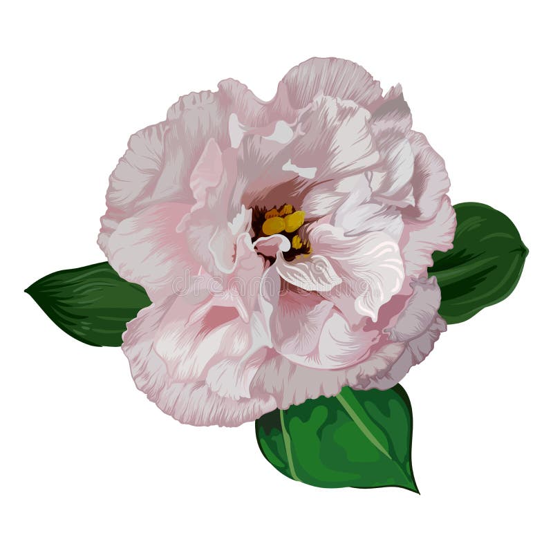ροζ eustoma με πράσινα φύλλα απομονωμένα σε λευκό φόντο απεικόνιση αποθεμάτων