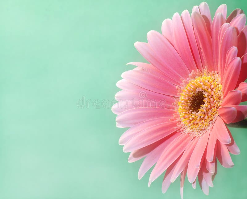 Ultimate Pink Gerbera On Green,with Very Slight Diffusion Tack Sharp. Ultimate Pink Gerbera On Green,with Very Slight Diffusion Tack Sharp