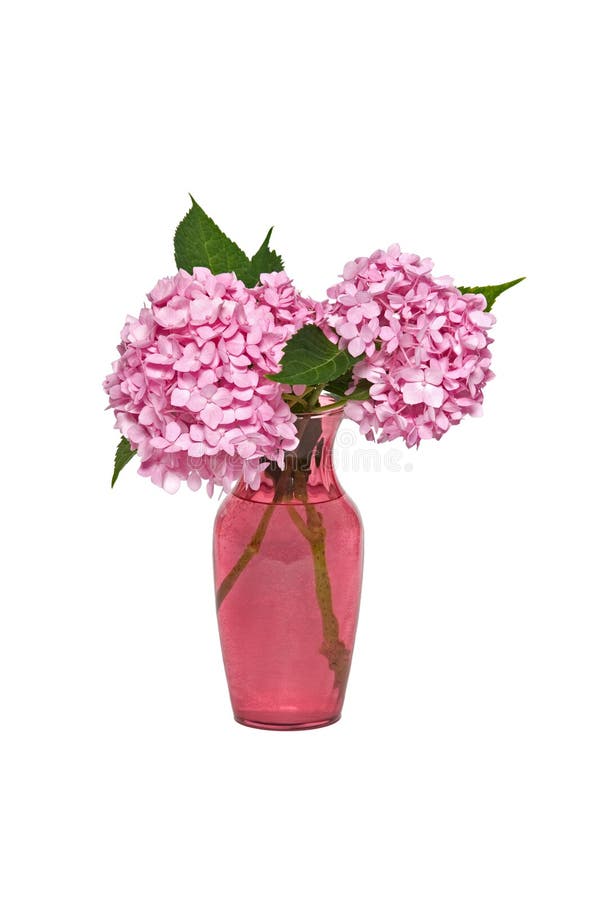 ροζ hydrangea στοκ φωτογραφίες με δικαίωμα ελεύθερης χρήσης