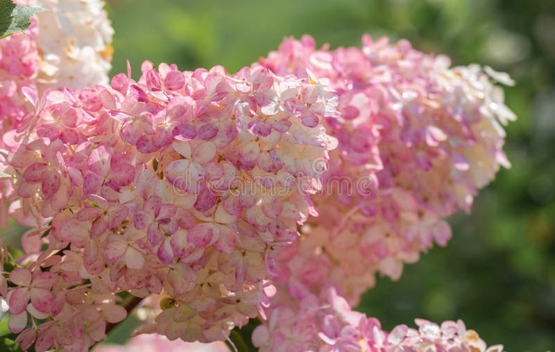 ροζ Hydrangea ή Hortensia. στοκ εικόνα