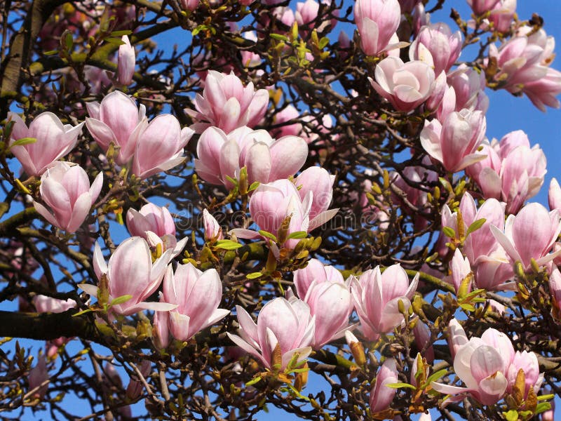 ροζ magnolia ανθών στοκ φωτογραφία με δικαίωμα ελεύθερης χρήσης