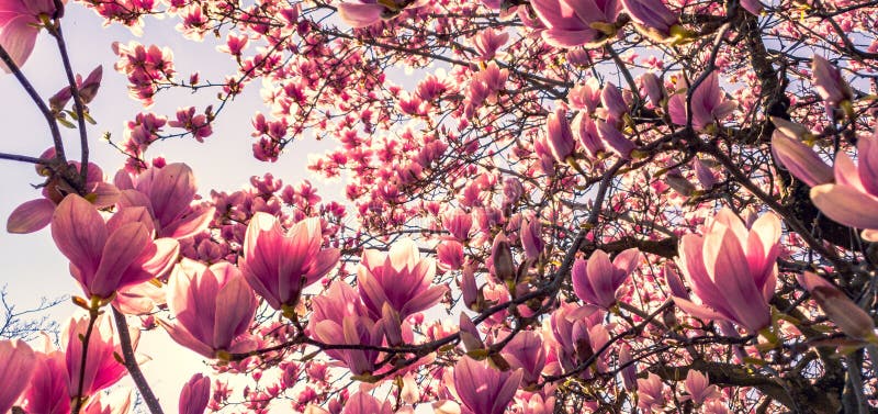 ροζ magnolia ανθών στοκ φωτογραφία με δικαίωμα ελεύθερης χρήσης