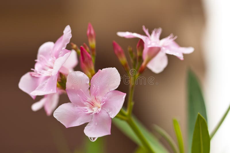 A closeup of pink oleander flower with water droplet after rain. A closeup of pink oleander flower with water droplet after rain